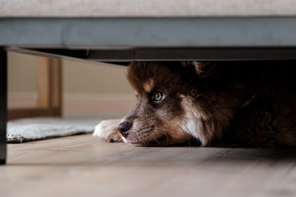 Zittern beim Hund: Stresssignale erkennen Zittern beim Hund: Stresssignale erkennen